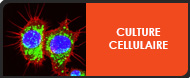 Pôle culture cellulaire