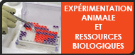 Pôle expérimentations animales et ressources biologiques